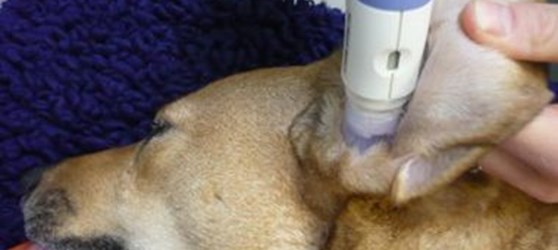 fordel lunken sokker Øreproblemer hos hunde | Book tid til ørebehandling her