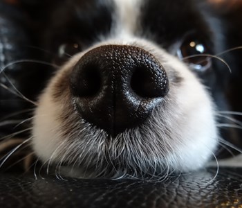 Sygdom Overgang Bekostning Adfærdsbehandling af hunde | Højbjerg | Få hjælp her